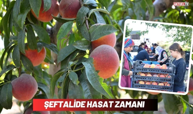 Şeftalide Hasat Zamanı