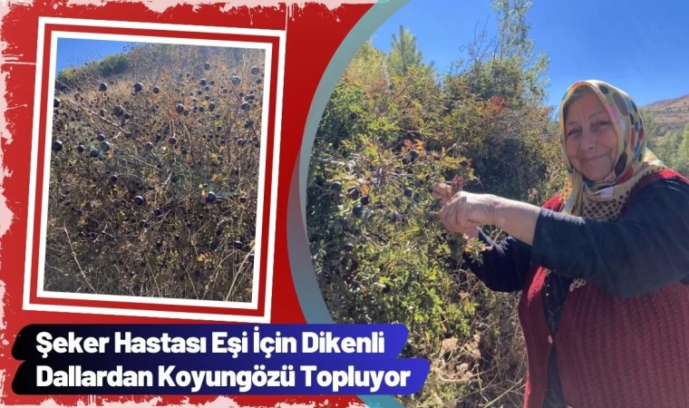 Şeker Hastası Eşi İçin Dikenli Dallardan Koyungözü Topluyor