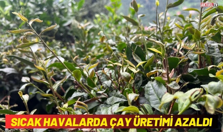 Sıcak Havalarda Çay Üretimi Azaldı