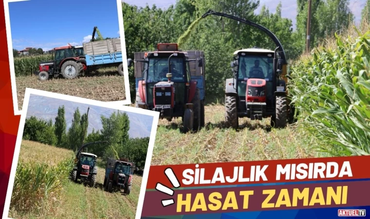 Silajlık Mısırda Hasat Zamanı