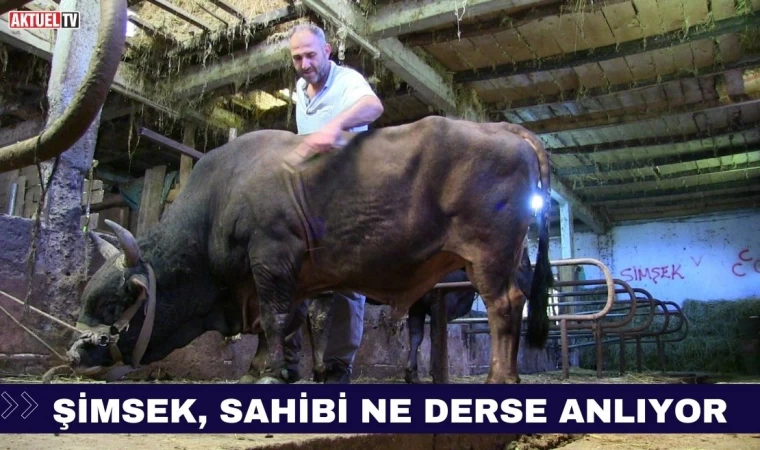 Şimşek, Sahibi Ne Derse Anlıyor