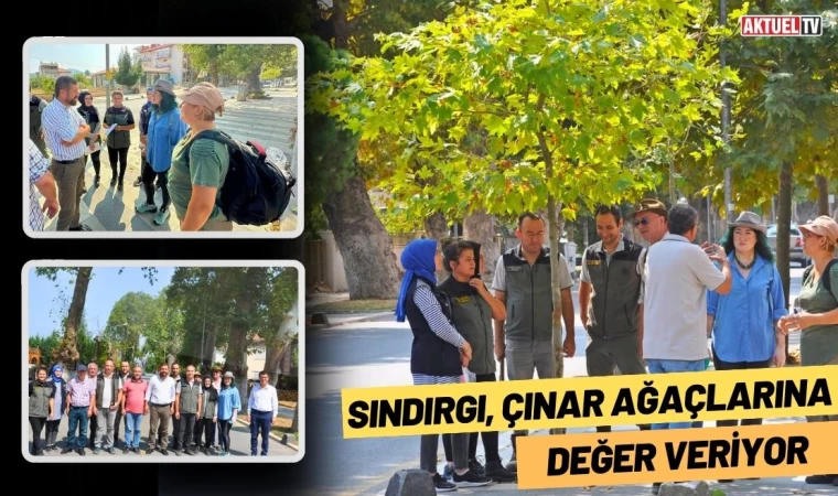 Sındırgı, Çınar Ağaçlarına Değer Veriyor