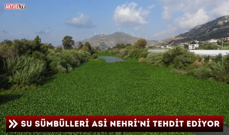 Su Sümbülleri Asi Nehri’ni Tehdit Ediyor