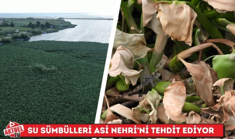 Su Sümbülleri Asi Nehri’ni Tehdit Ediyor