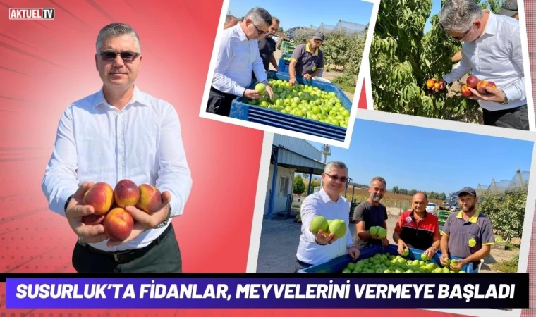 Susurluk’ta Fidanlar, Meyvelerini Vermeye Başladı