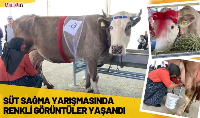 Süt Sağma Yarışmasında Renkli Görüntüler Yaşandı