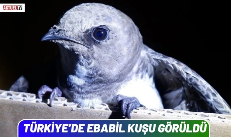 Türkiye’de Ebabil Kuşu Görüldü