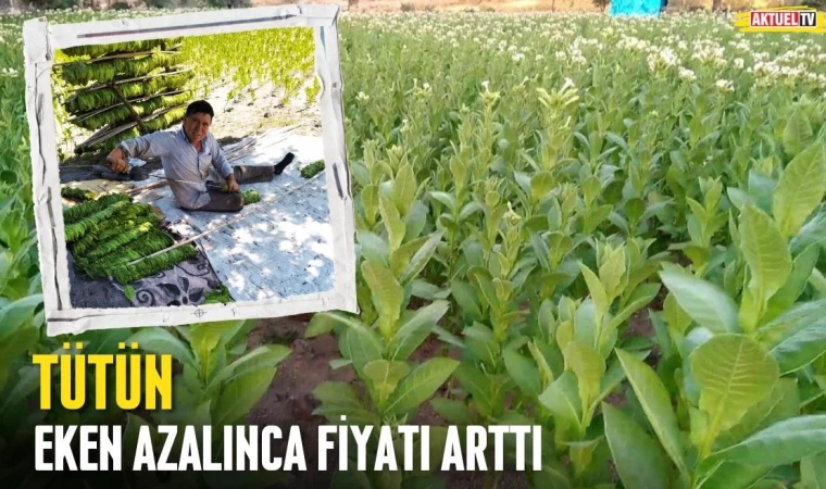 Tütün Eken Azaldı Fiyatı Arttı