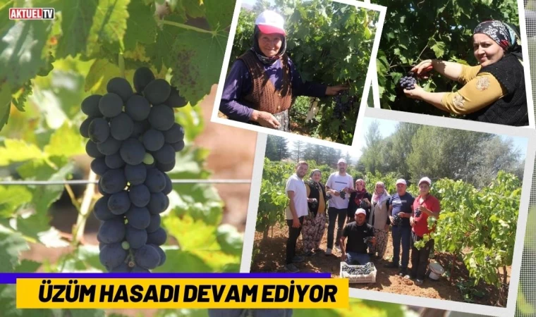 Üzüm Hasadı Devam Ediyor