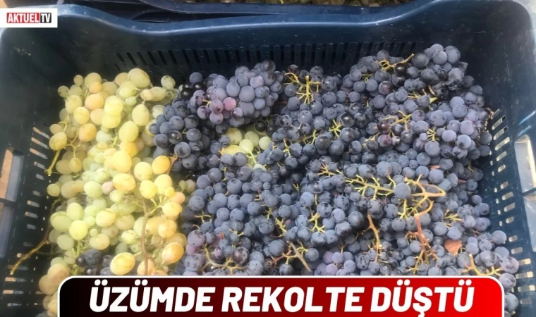 Üzümde Rekolte Düştü