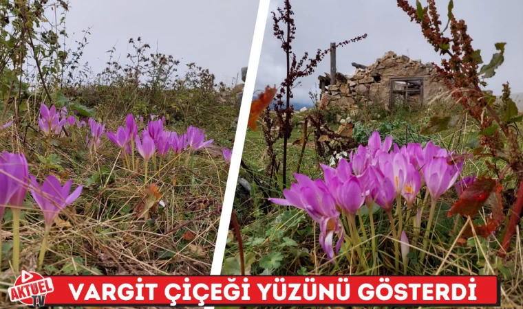 Vargit Çiçeği Yüzünü Gösterdi