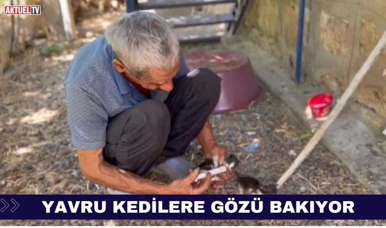 Yavru Kedilere Gözü Gibi Bakıyor