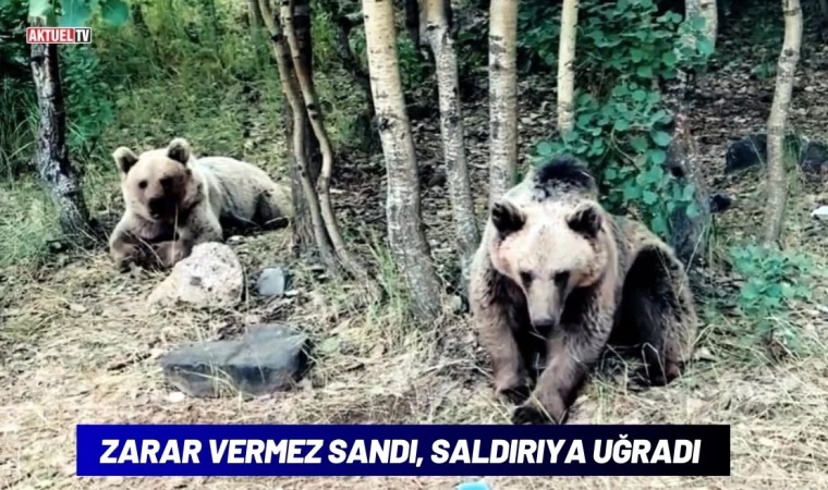 Zarar Vermez Sandı Saldırıya Uğradı