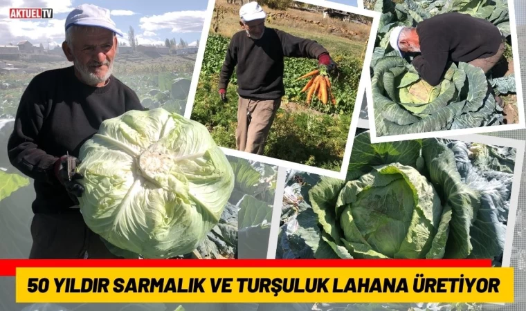 50 Yıldır Sarmalık ve Turşuluk Lahana Üretiyor