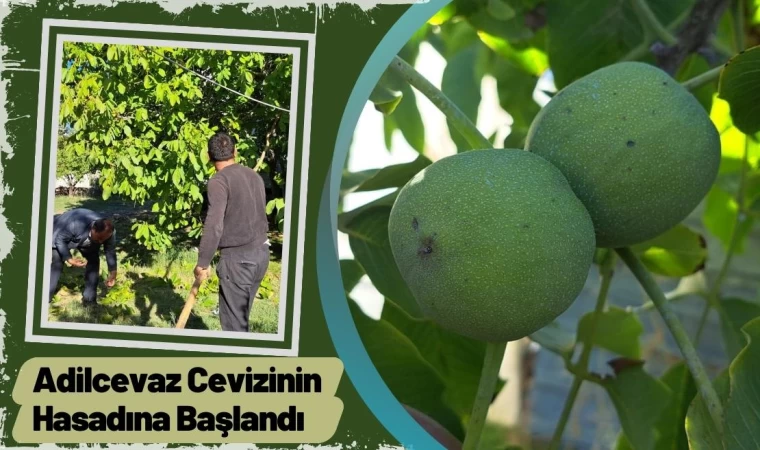 Adilcevaz Cevizinin Hasadına Başlandı