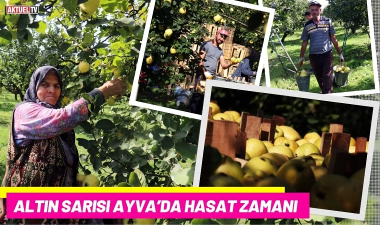 Altın Sarısı Ayva’da Hasat Zamanı