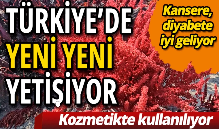 Amarant Bitkisinin Faydaları Saymakla Bitmiyor