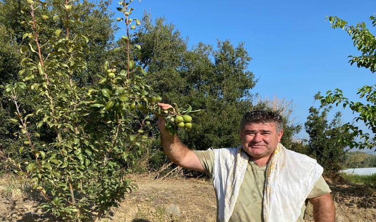 Armut Ağacı İkinci Meyvesini Verdi