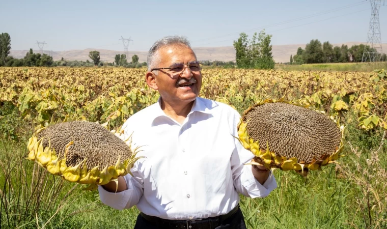 Ay Çekirdeği Kurutma Sahası