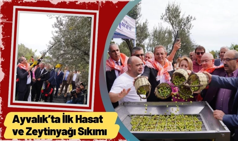 Ayvalık’ta İlk Hasat ve Zeytinyağı Sıkımı