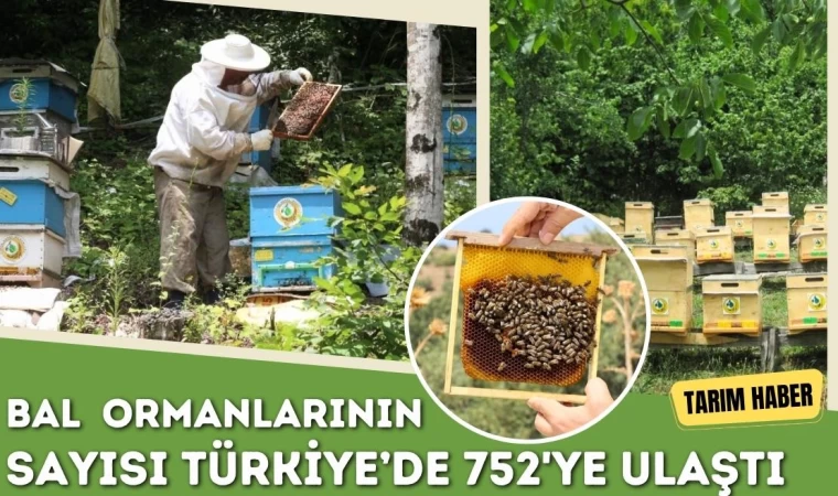 Bal Ormanlarının Sayısı 752'ye Ulaştı