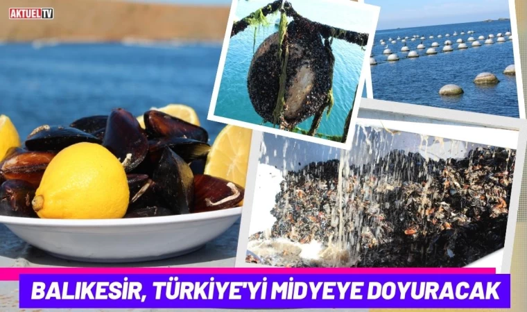 Balıkesir, Türkiye'yi Midyeye Doyuracak