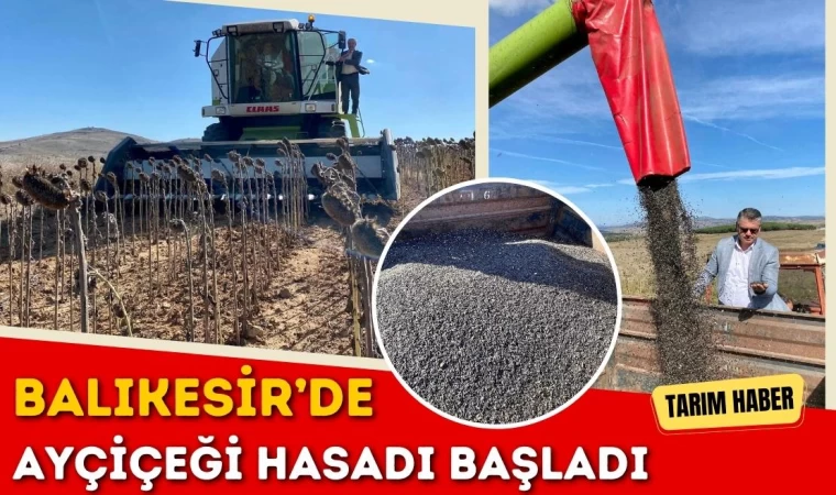 Balıkesir’de Ayçiçeği Hasadı Başladı