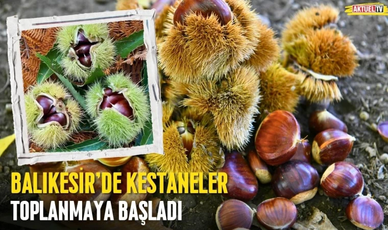 Balıkesir'de Kestaneler Toplanmaya Başladı