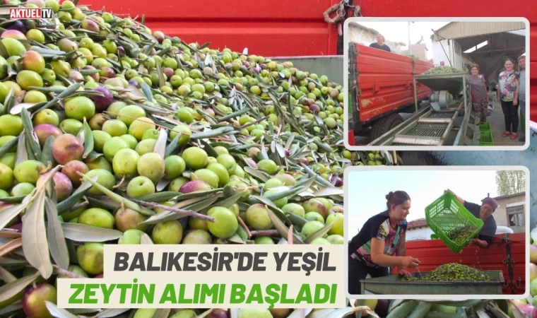 Balıkesir'de Zeytin Alımı Başladı