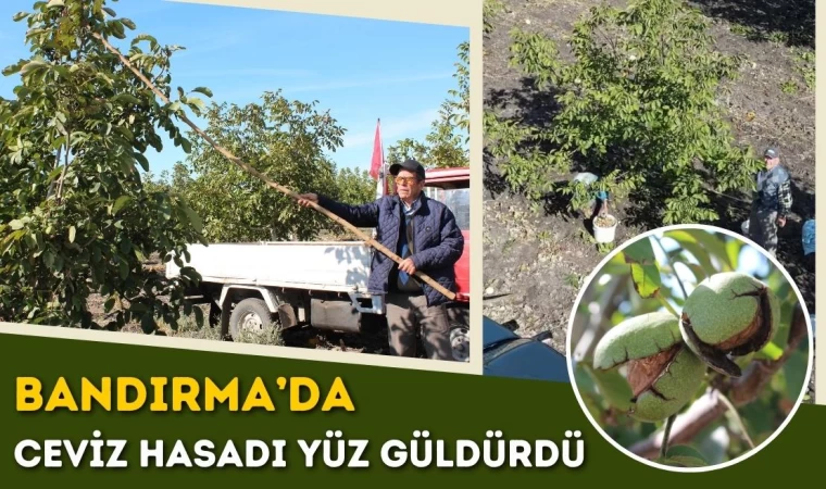 Bandırma’da Ceviz Hasadı Yüz Güldürdü