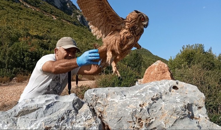 Baykuş Özgürlüğe Kanat Çırptı