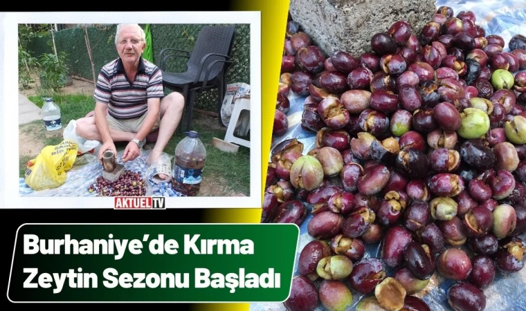 Burhaniye’de Kırma Zeytin Sezonu Başladı