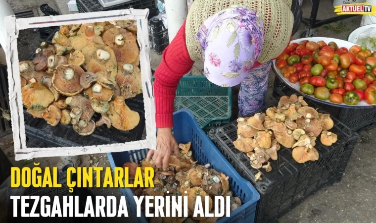 Çıntarlar Tezgahlarında Yerini Aldı