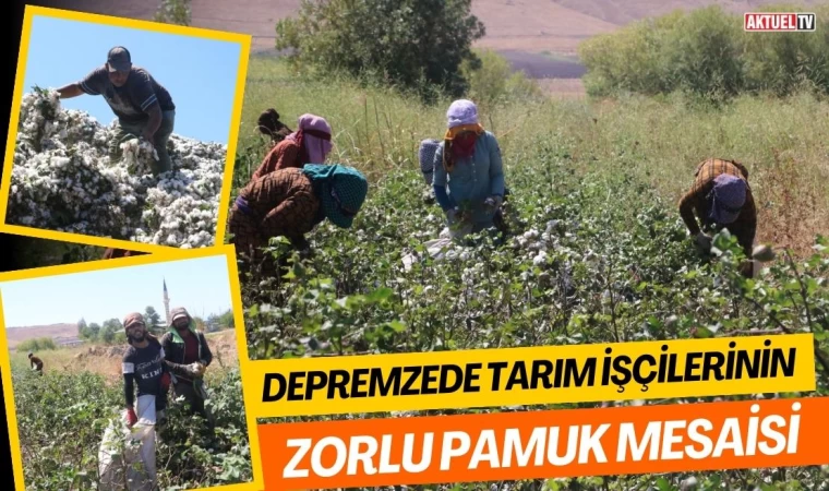 Depremzede Tarım İşçilerinin Zorlu Pamuk Mesaisi