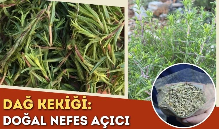 Doğal Nefes Açıcı: Dağ Kekiği