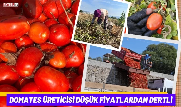 Domates Üreticisi Düşük Fiyatlardan Dertli