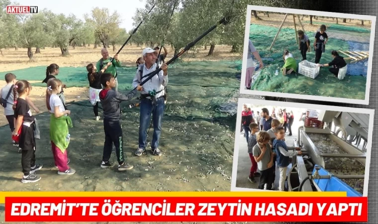 Edremit’te Öğrenciler Zeytin Hasadı Yaptı