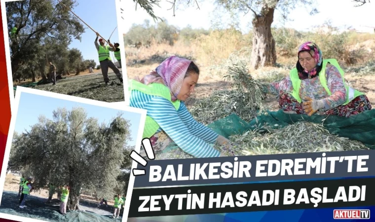 Edremit’te Zeytin Hasadı Başladı