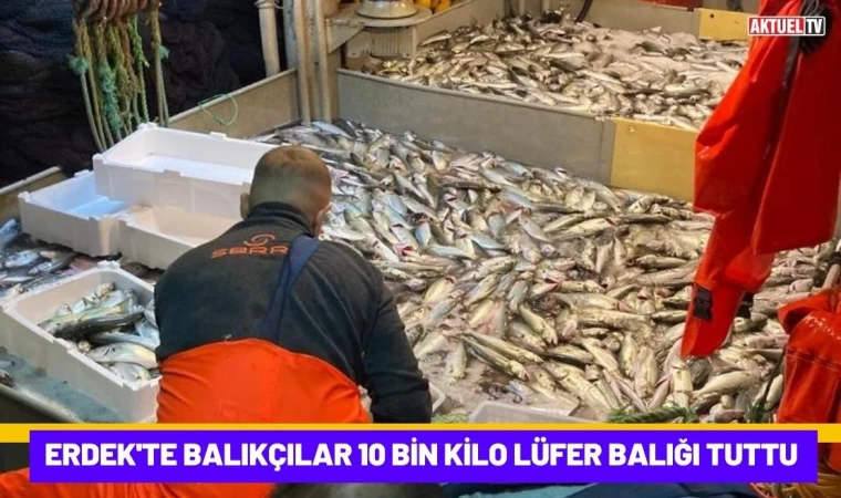 Erdek'te Balıkçılar 10 Bin Kilo Lüfer Balığı Tuttu