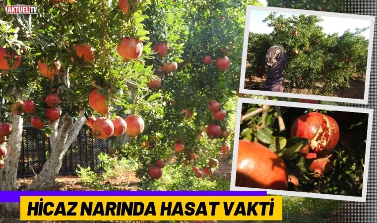 Hicaz Narında  Hasat Vakti