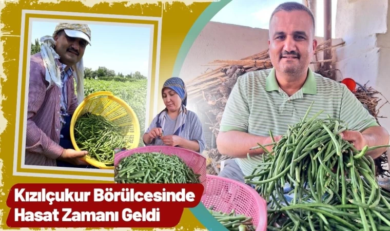 Kızılçukur Börülcesinde Hasat Zamanı