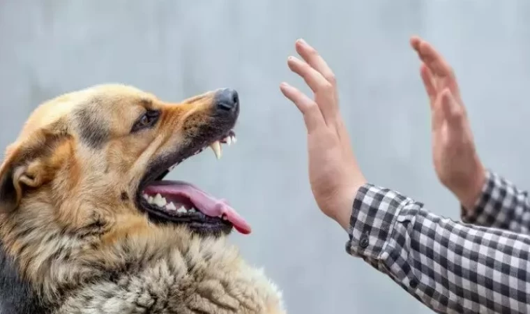 Kuduz Hastalığı Eğitimi Verildi