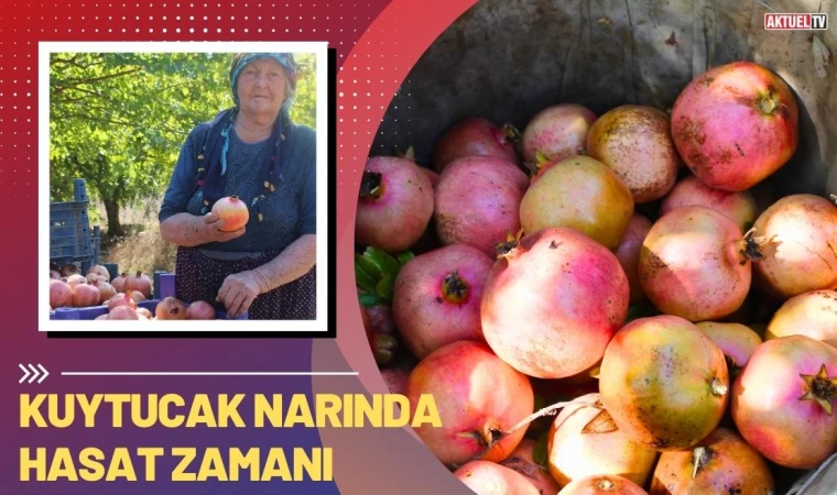 Kuytucak Narında Hasat Zamanı