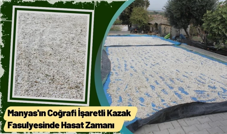 Manyas'ın Kazak Fasulyesinde Hasat Zamanı