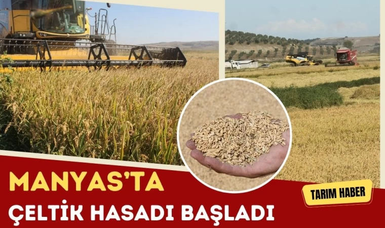 Manyas’ta Çeltik Hasadı Başladı