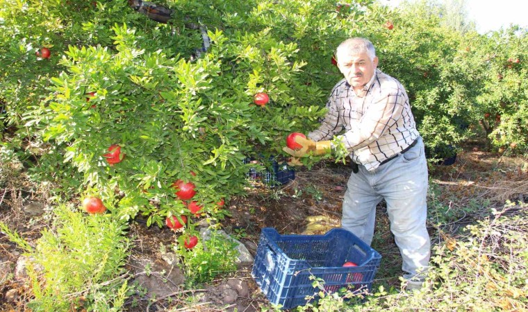 Narda 20 Bin Ton Rekolte Bekleniyor