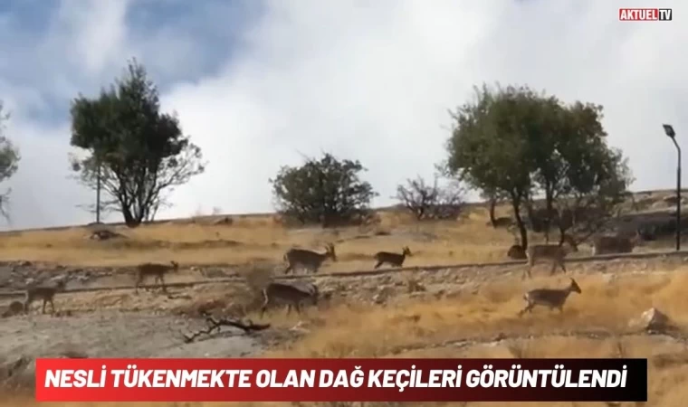 Nesli Tükenmekte Olan Dağ Keçileri Görüntülendi