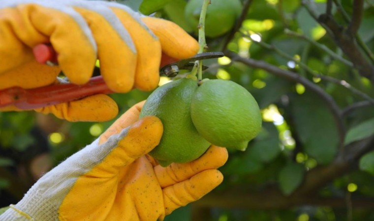 Ortaca’da Limon Hasadı Sürüyor