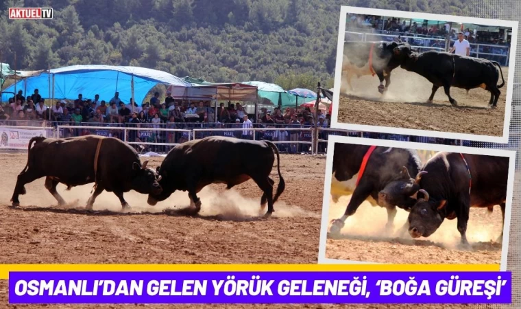 Osmanlı’dan Gelen Yörük Geleneği, ‘Boğa Güreşi’