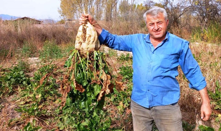 Pancar Söküm Mesaisi Başladı